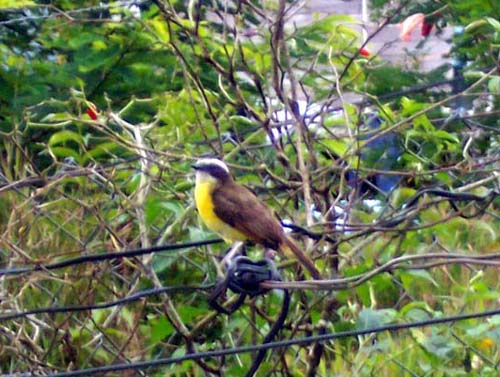 bird