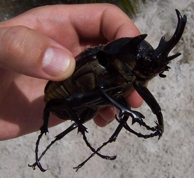 bug1
