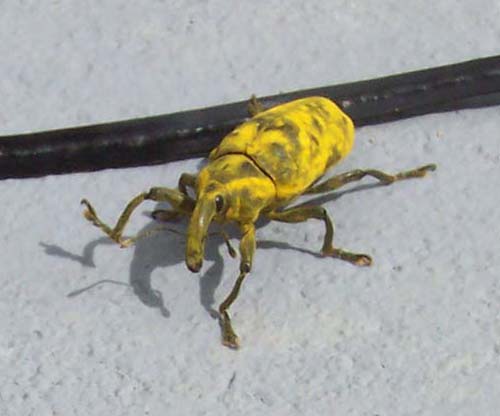 bug3