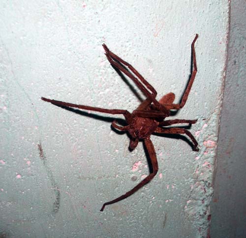 bug4