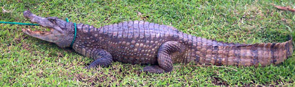 caiman1