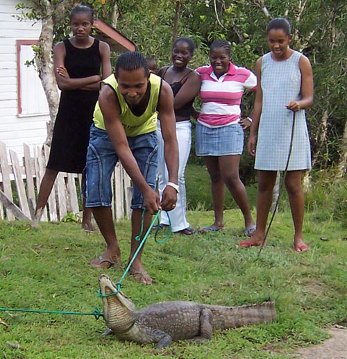 caiman4