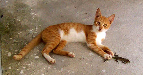cat_lizard