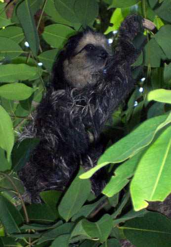 sloth