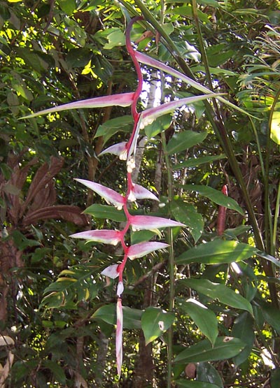 flower1