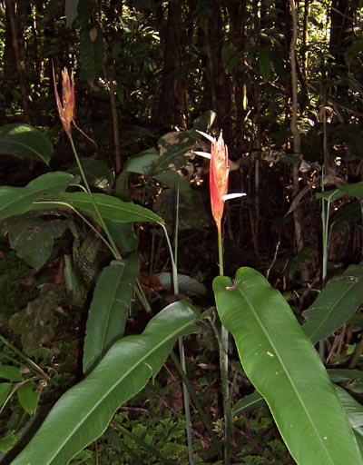 flower2
