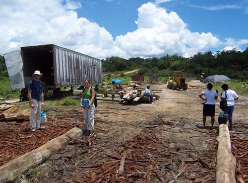logging
